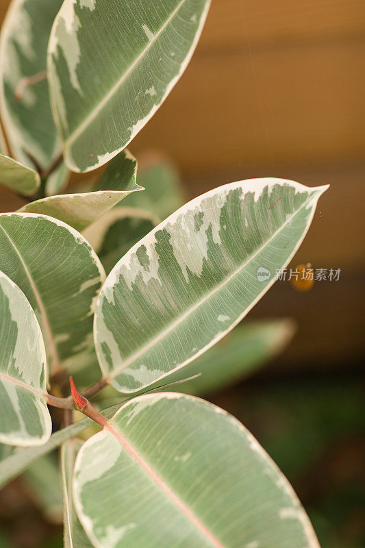 杂色橡胶植物'Variegata' Ficus Elastica生长在南佛罗里达的户外